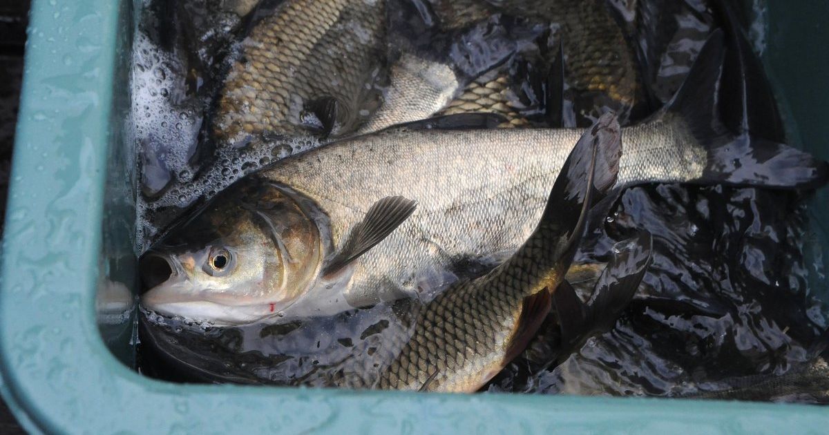 Україна масштабно експортує рибу за кордон