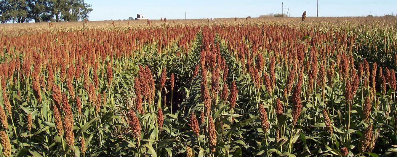 Україна суттєво наростила експорт агропродукції в 2019 році