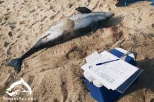 В море вблизи аннексированной Евпатории погибли сразу 16 дельфинов