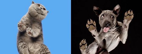 Вигляд знизу. Литовський фотограф робить з-під столу кумедні знімки тваринок