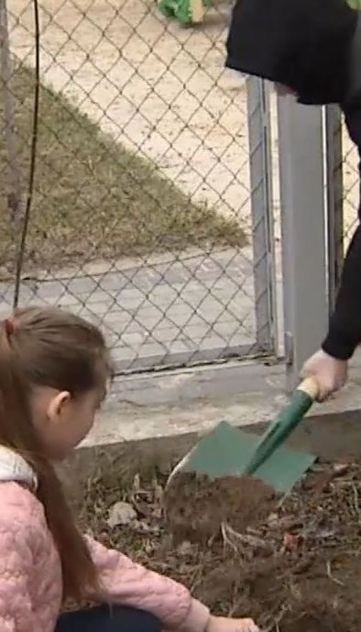 У Києві задарма роздавали саджанці сосен усім охочим