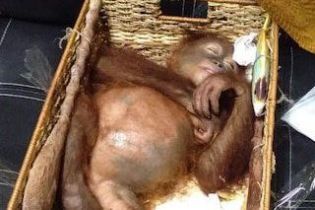 В Бали поймали россиянина, который пытался в корзине вывезти из страны орангутана