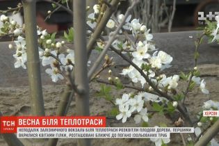 У Херсоні біля теплотраси розквітли плодові дерева