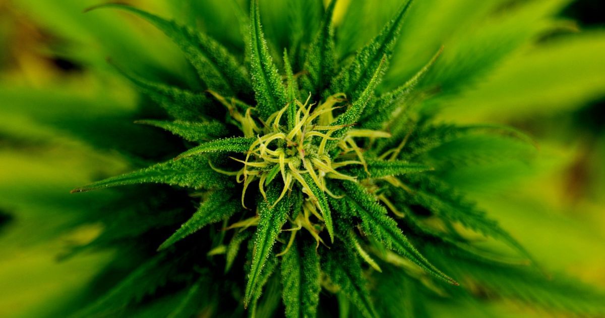 последствия легализации марихуаны в сша