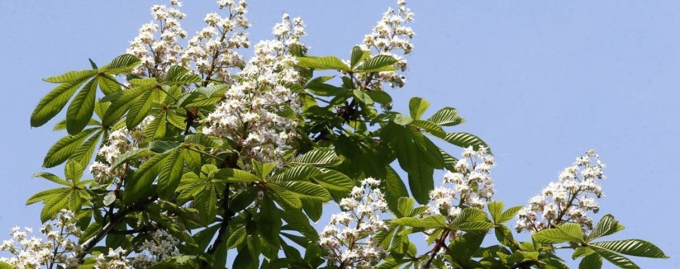 У Києві почнуть продавати сувеніри із "запахом столиці"