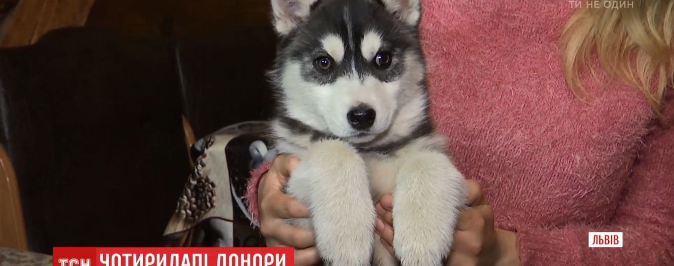 Во Львове спасли первую собаку благодаря банку крови для животных