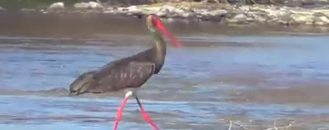На Прикарпатье сняли на видео редкого черного аиста