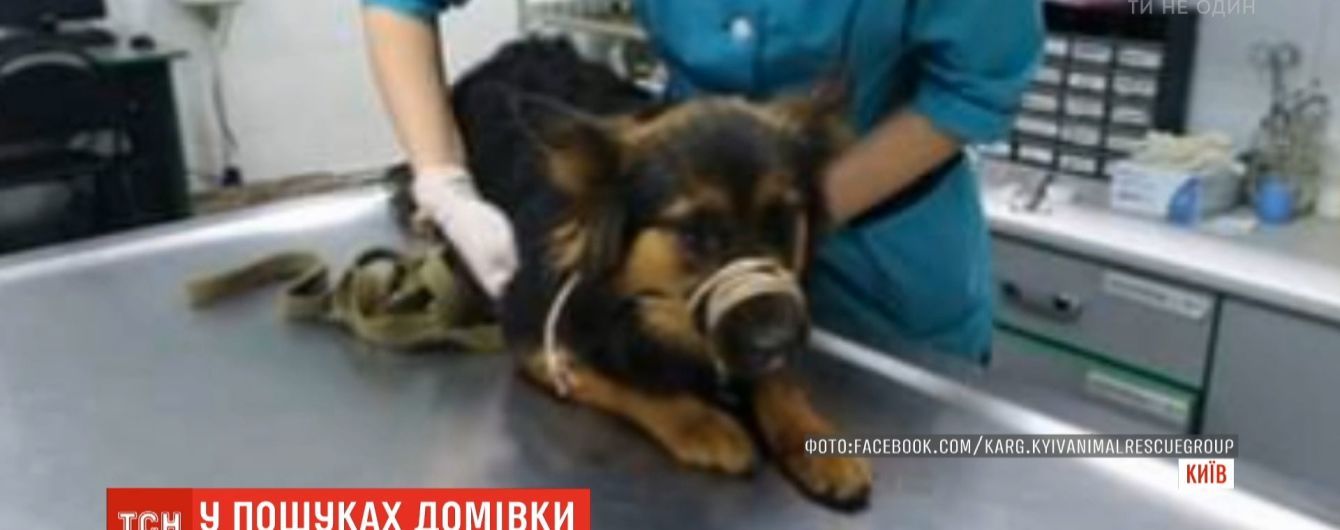 В Киеве собака попала под такси после того, как ее выбросил хозяин: Шелби ищет семью