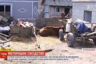 На Тернопольщине семья держит в подвале трупы коров: вонь разносится по всему селу