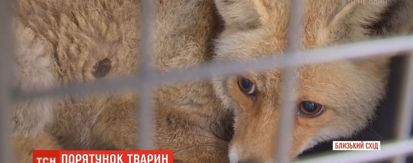 Из Сектора Газа вывезли зоопарк: животные голодали и гибли из-за плохих условий