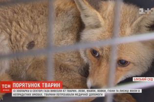 Из Сектора Газа вывезли зоопарк: животные голодали и гибли из-за плохих условий