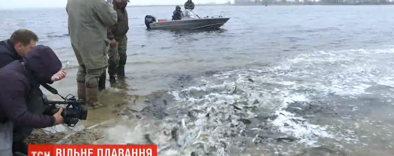В Днепр запустили три тонны рыбы. Оберегать ее от браконьеров будет рибоохранный патруль