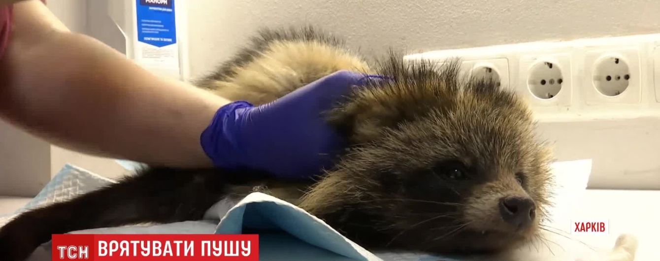 В Харькове спасли енотовидную собаку, которая вышла в город в поисках пищи