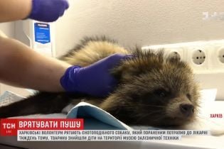 В Харькове спасли енотовидную собаку, которая вышла в город в поисках пищи