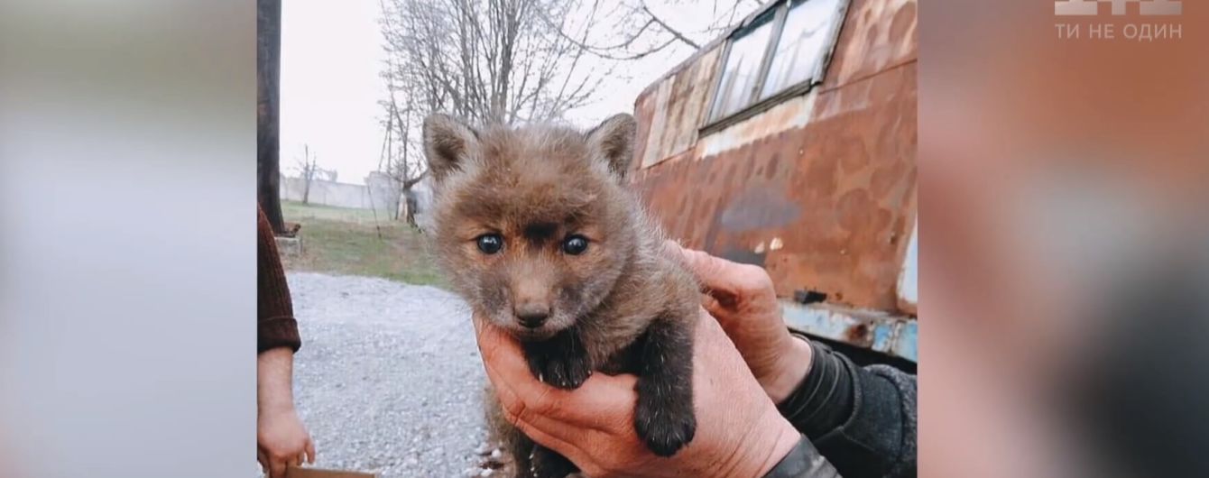 В Днепре из рва спасли месячного лисенка