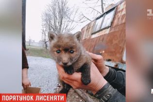 В Днепре из рва спасли месячного лисенка