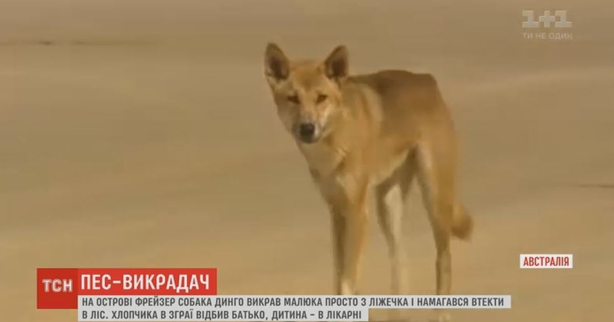 В Австралії собака динго викрав дитину просто з ліжечка і тягнув її до лісу