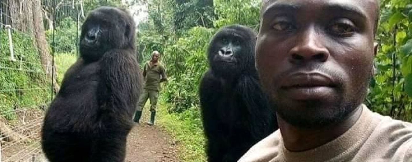 Селфи года: в Конго волонтер сделал фото с гориллами, которые стоят в "человеческой позе"