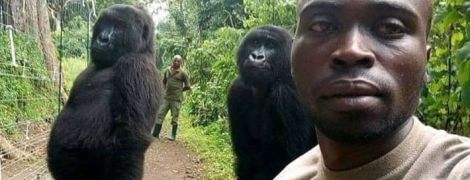 Селфи года: в Конго волонтер сделал фото с гориллами, которые стоят в "человеческой позе"