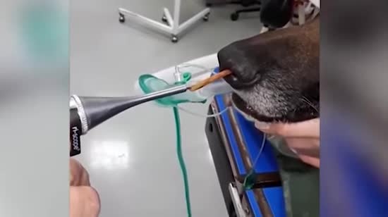 У Хорватії з носа собаки витягли 10-сантиметрову палицю