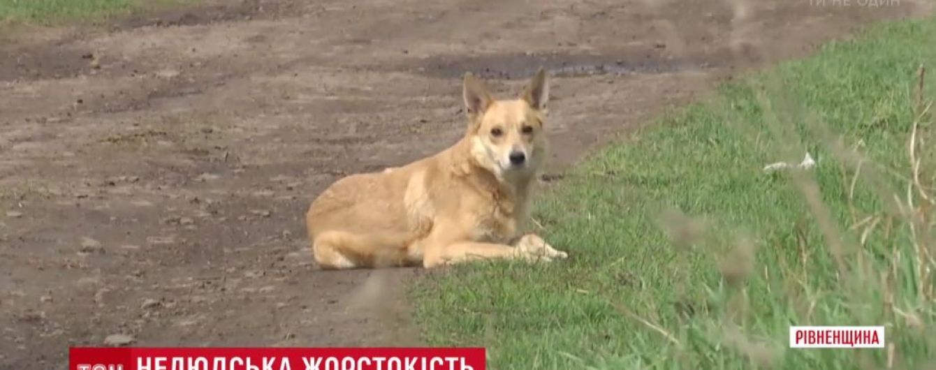 На Ровенщине женщина купила дом и закрыла в нем с десяток собак без воды