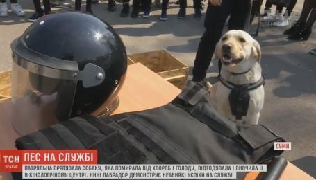 U Sumah Labrador Yakogo Patrulni Viluchili U Zhorstokih Gospodariv Stav Na Sluzhbu Do Policiyi Cikavinki Tch Ua