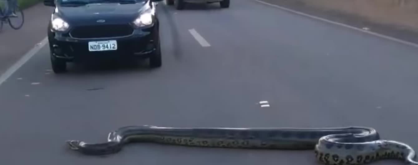 Принятие закона об украинском языке и пробки на дороге из-за гигантской змеи. Тренды Сети