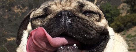 ТСН Stories. Лучшие селфи животных