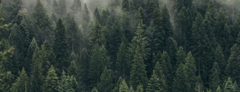 Ученые обнаружили, что из-за изменения климата деревья начали расти в два раза быстрее: почему так происходит