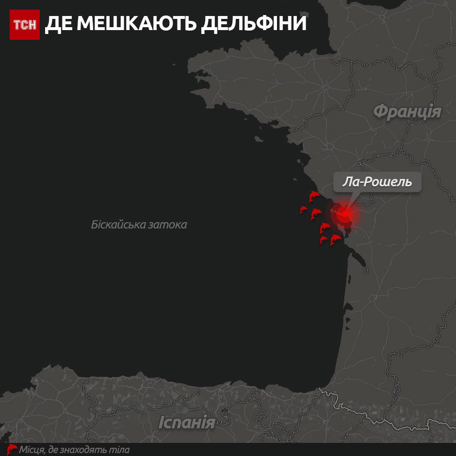 дельфіни інфографіка