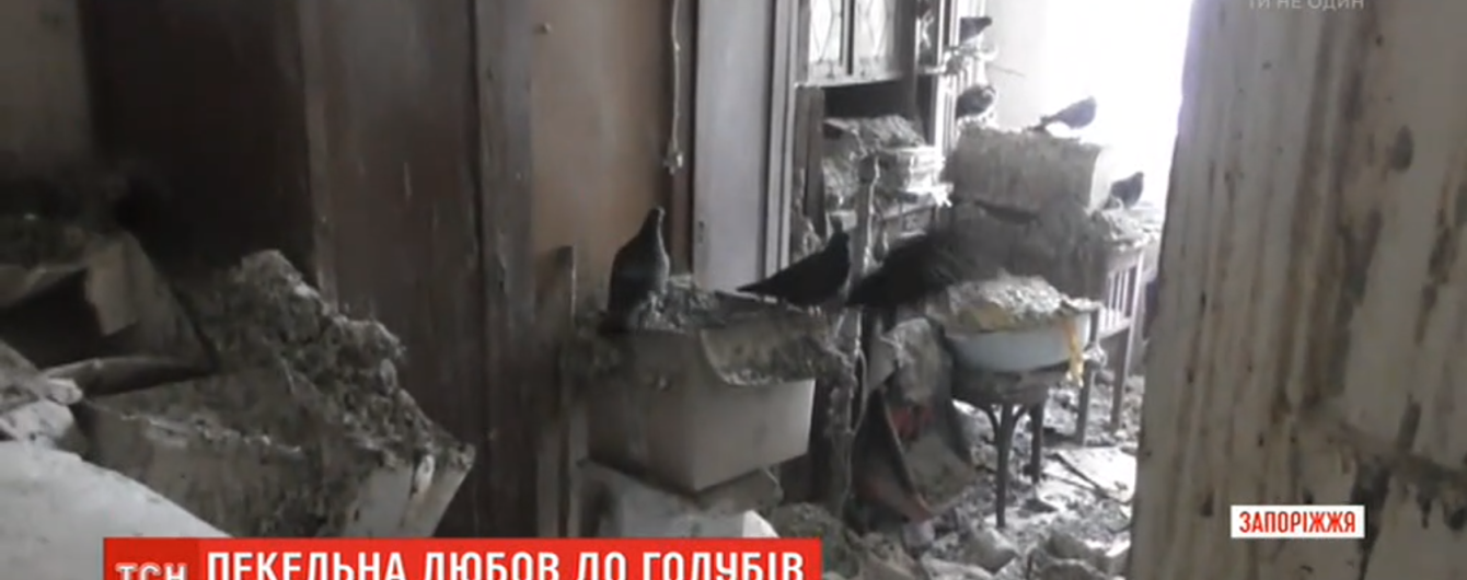Помет на мебели, полу и посуде: запорожская пенсионерка превратила квартиру в голубятню