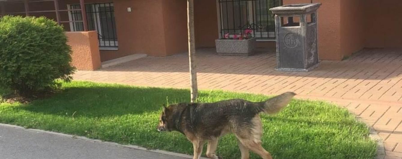 Покусав обличчя та тіло. Неподалік Києва собака накинувся на маленьку дівчинку