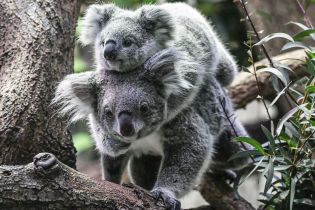 Коал оголосили функціонально вимерлими