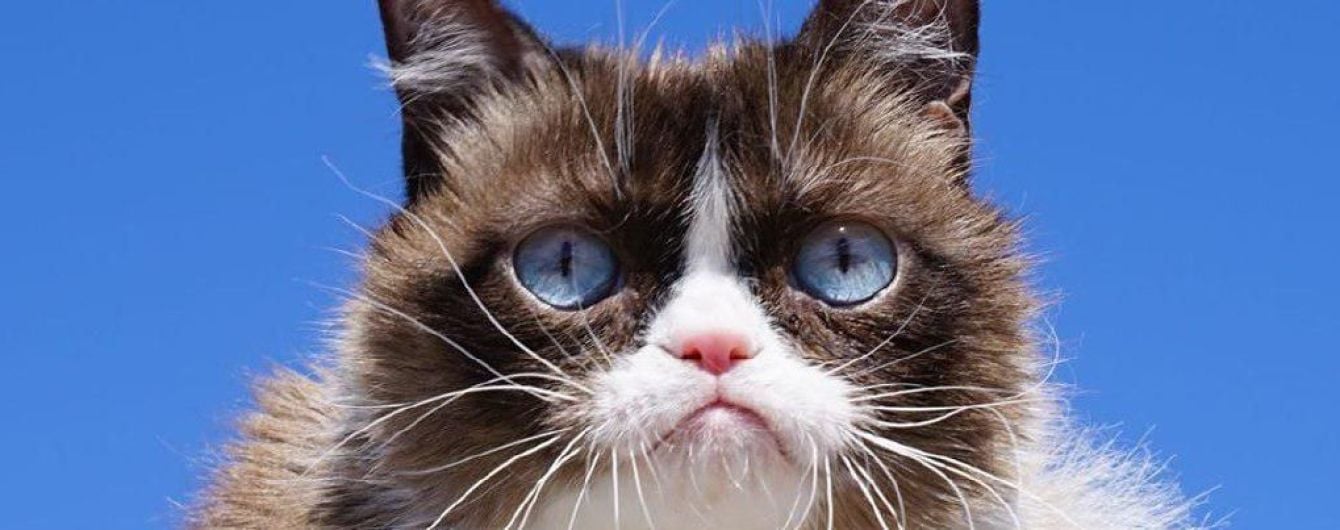 Померла знаменита сердита кішка Grumpy Cat