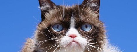 Померла знаменита сердита кішка Grumpy Cat