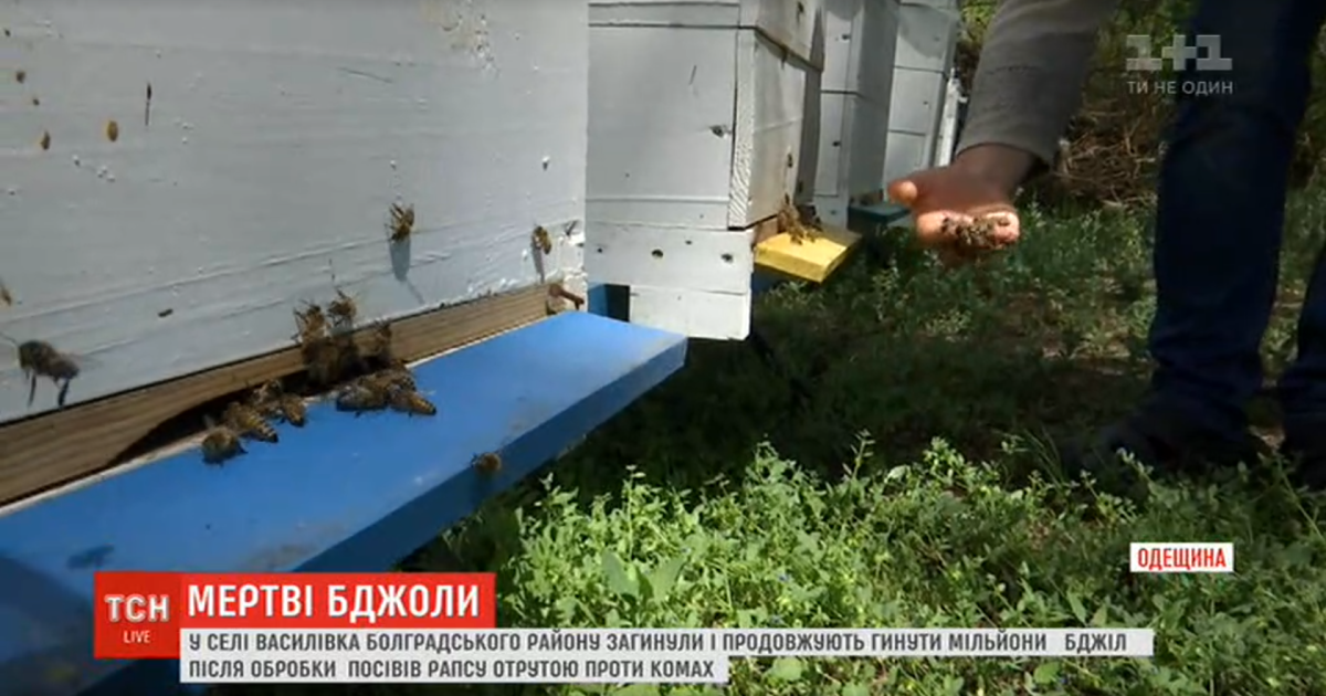 В Одесской области погибли миллионы пчел из-за яда, которым фермер обработал поля рапса