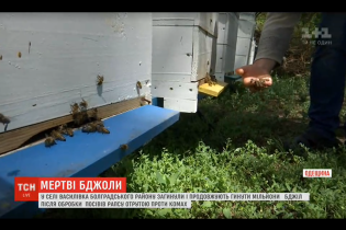 В Одесской области погибли миллионы пчел из-за яда, которым фермер обработал поля рапса