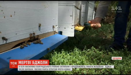 В Одесской области погибли миллионы пчел из-за яда, которым фермер обработал поля рапса