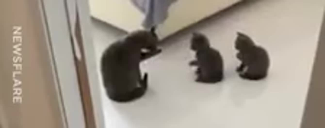 Свадьба Потапа и Насти и трогательное видео с котятами, которых мама учит умываться. Тренды Сети