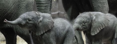 Учені прогнозують масштабне "здрібнішання" тварин – слони та носороги можуть зникнути з лиця Землі