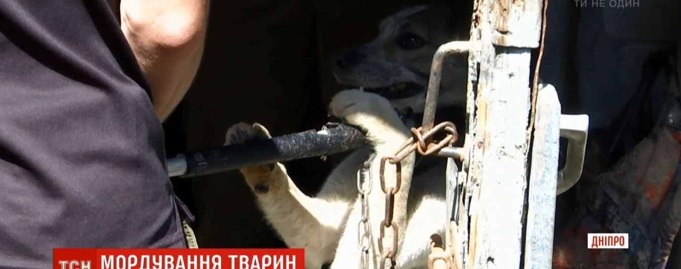 Собачья тюрьма: в Днепре пенсионерка держала в ужасных условиях 35 животных