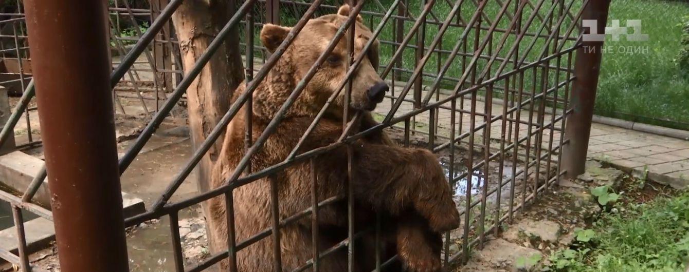 Зоозащитники хотят спасти карпатского медведя из ресторана в Каменце-Подольском