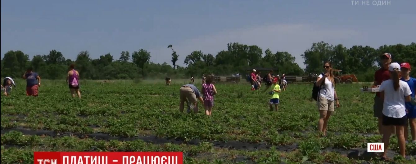 В США приобретает популярность агротеймент: фермеры за деньги позволяют покупателям собирать урожай