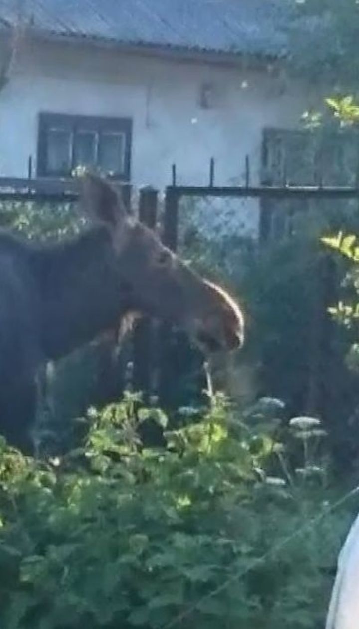 Во Львове дикий лось забежал на частный двор и смертельно поранился