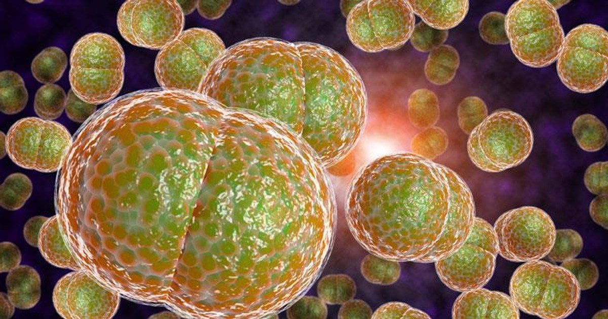 Бактерии менингита