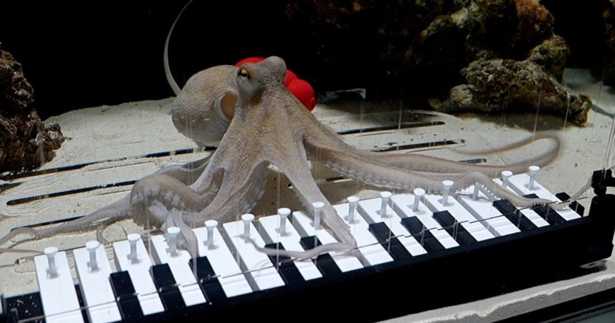 Осьминог Тако