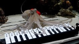 Восьминіг Тако