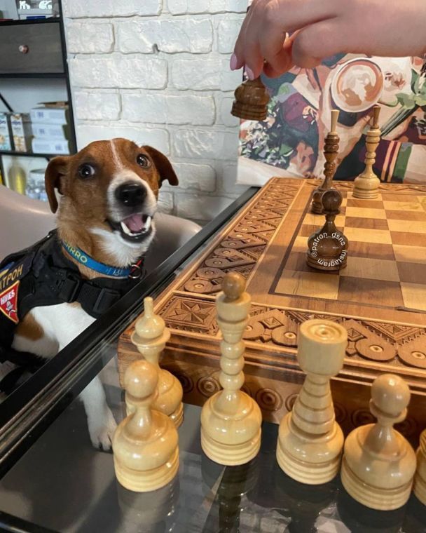 Пес Патрон / © Instagram пса Патрона