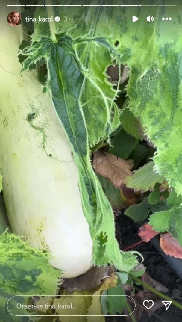 Тина Кароль продемонстрировала свой урожай тыквы / © instagram.com/tina_karol