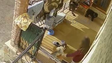 Душила та кидала об землю: у Чернівцях дитина місцевої грумерки жорстоко вбила собаку